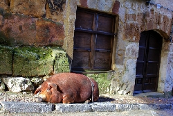 Atienza - Cochino de San Antón - Descansando