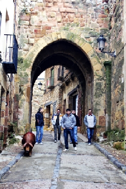 Atienza - Cochino de San Antón - Mozos acompañando al cochino