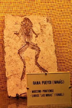Atienza - Iglesia Museo San Bartolomé - Rana Pueyoi